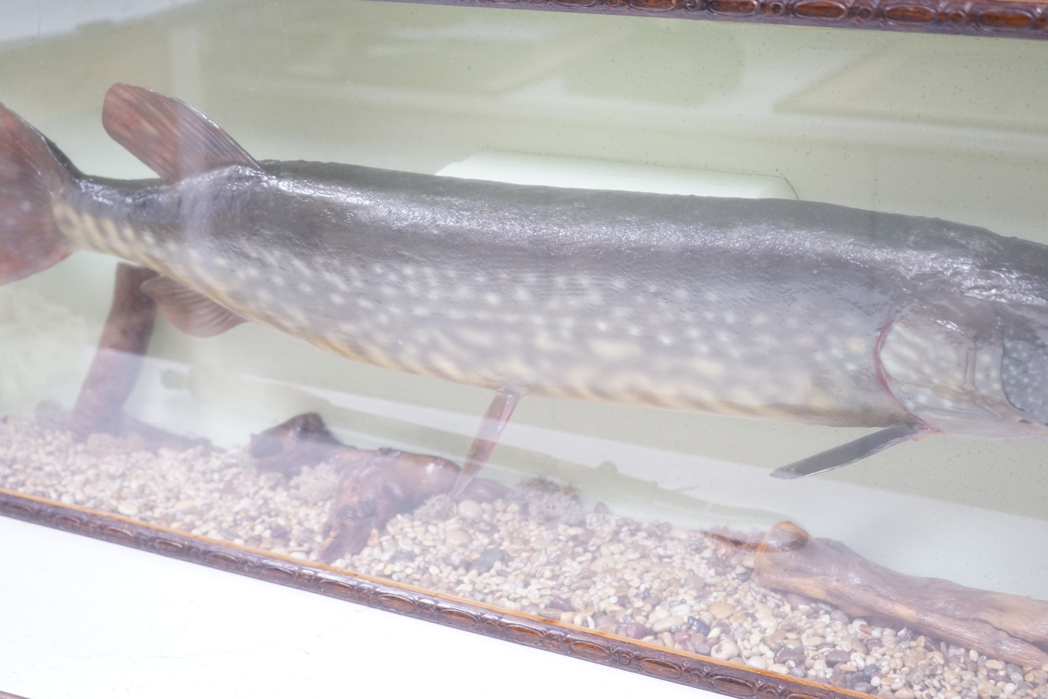 A cased taxidermy pike, 14lb caught by J Canner R Severn, case 41 x 103cm. Condition - good